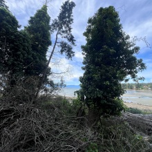 BCO - Lot 11 Gillies Bay Rd, Texada Island