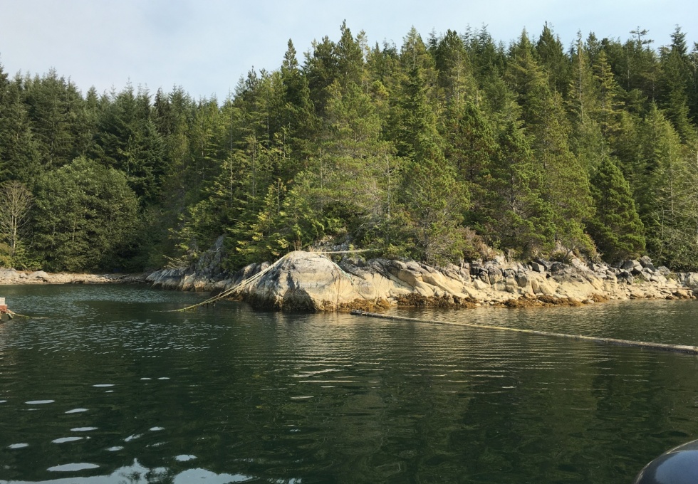 BCO - Zuciarte Channel, Nootka Sound